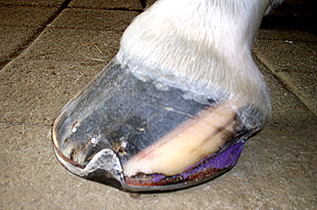 Hoof close up