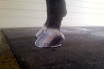Front hooves