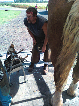 Teamwork to shoe a draft horse