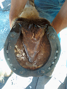 Teamwork to shoe a draft horse