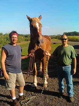 Teamwork to shoe a draft horse